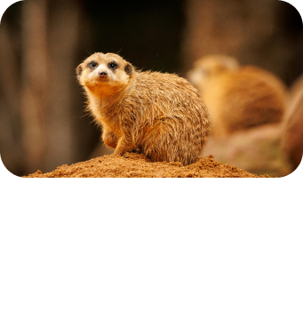 Animal Kingdom
